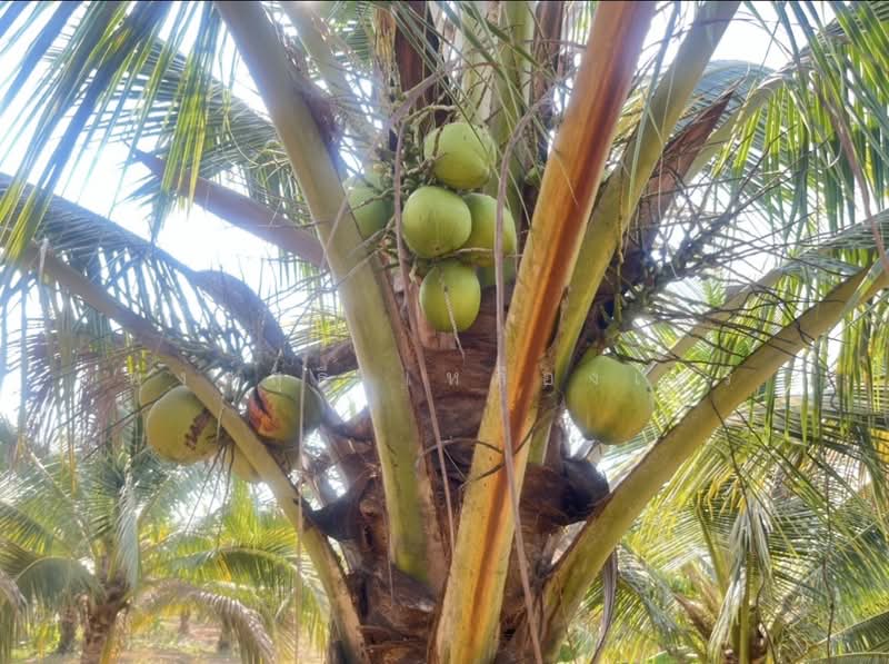 ขายที่ดินพร้อมสวนผสมพืช4ชนิด, สระแก้ว, สระแก้ว, เมืองสระแก้ว, สระแก้ว, 74,124 ตร.ม., ที่ดิน ขาย, โดย พงศ์สุธี เหลืองเสรี, 500240164 - DDproperty.com