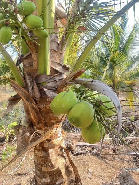 ขายที่ดินพร้อมสวนผสมพืช4ชนิด, Sa Kaeo, Sa Kaeo, Muang Sa Kaeo, Sa Kaeo, , 74,124 sqm, Land For Sale, by พงศ์สุธี เหลืองเสรี, 500240164 - DDproperty.com