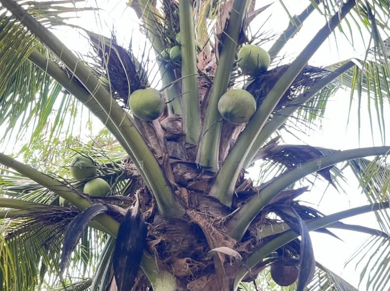 ขายที่ดินพร้อมสวนผสมพืช4ชนิด, Sa Kaeo, Sa Kaeo, Muang Sa Kaeo, Sa Kaeo, , 74,124 sqm, Land For Sale, by พงศ์สุธี เหลืองเสรี, 500240164 - DDproperty.com