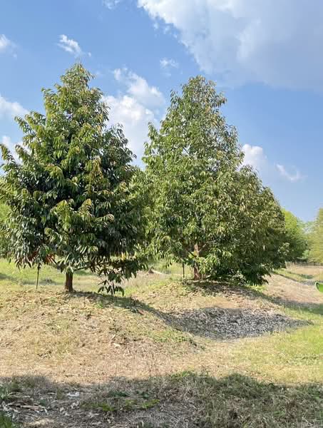 ขายที่ดินพร้อมสวนผสมพืช4ชนิด, Sa Kaeo, Sa Kaeo, Muang Sa Kaeo, Sa Kaeo, , 74,124 sqm, Land For Sale, by พงศ์สุธี เหลืองเสรี, 500240164 - DDproperty.com