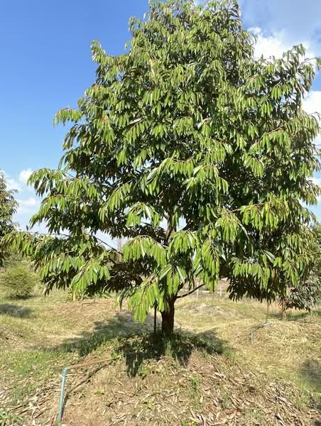 ขายที่ดินพร้อมสวนผสมพืช4ชนิด, Sa Kaeo, Sa Kaeo, Muang Sa Kaeo, Sa Kaeo, , 74,124 sqm, Land For Sale, by พงศ์สุธี เหลืองเสรี, 500240164 - DDproperty.com