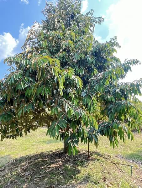 ขายที่ดินพร้อมสวนผสมพืช4ชนิด, Sa Kaeo, Sa Kaeo, Muang Sa Kaeo, Sa Kaeo, , 74,124 sqm, Land For Sale, by พงศ์สุธี เหลืองเสรี, 500240164 - DDproperty.com