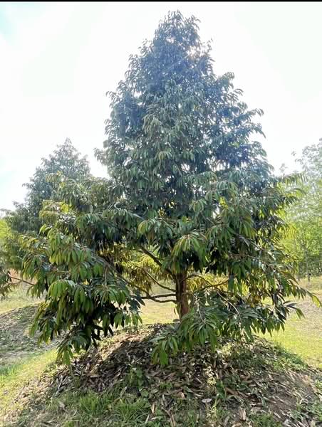 ขายที่ดินพร้อมสวนผสมพืช4ชนิด, สระแก้ว, สระแก้ว, เมืองสระแก้ว, สระแก้ว, 74,124 ตร.ม., ที่ดิน ขาย, โดย พงศ์สุธี เหลืองเสรี, 500240164 - DDproperty.com