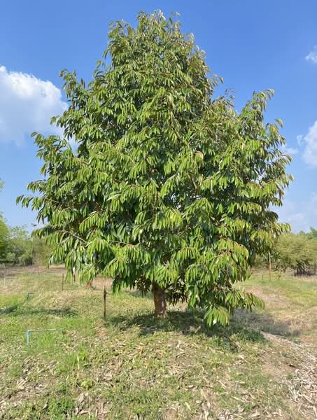 ขายที่ดินพร้อมสวนผสมพืช4ชนิด, Sa Kaeo, Sa Kaeo, Muang Sa Kaeo, Sa Kaeo, , 74,124 sqm, Land For Sale, by พงศ์สุธี เหลืองเสรี, 500240164 - DDproperty.com