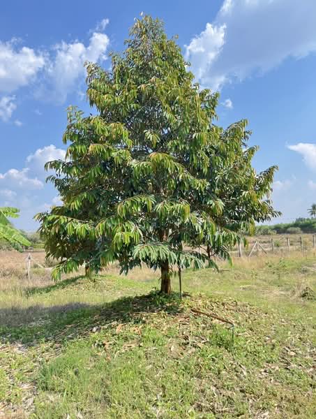 ขายที่ดินพร้อมสวนผสมพืช4ชนิด, Sa Kaeo, Sa Kaeo, Muang Sa Kaeo, Sa Kaeo, , 74,124 sqm, Land For Sale, by พงศ์สุธี เหลืองเสรี, 500240164 - DDproperty.com