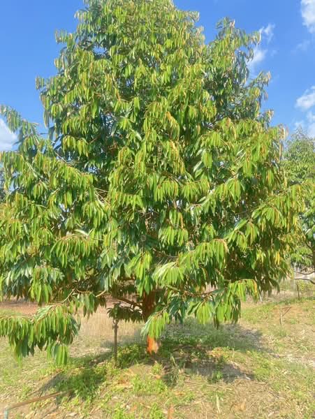 ขายที่ดินพร้อมสวนผสมพืช4ชนิด, Sa Kaeo, Sa Kaeo, Muang Sa Kaeo, Sa Kaeo, , 74,124 sqm, Land For Sale, by พงศ์สุธี เหลืองเสรี, 500240164 - DDproperty.com