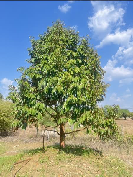 ขายที่ดินพร้อมสวนผสมพืช4ชนิด, Sa Kaeo, Sa Kaeo, Muang Sa Kaeo, Sa Kaeo, , 74,124 sqm, Land For Sale, by พงศ์สุธี เหลืองเสรี, 500240164 - DDproperty.com