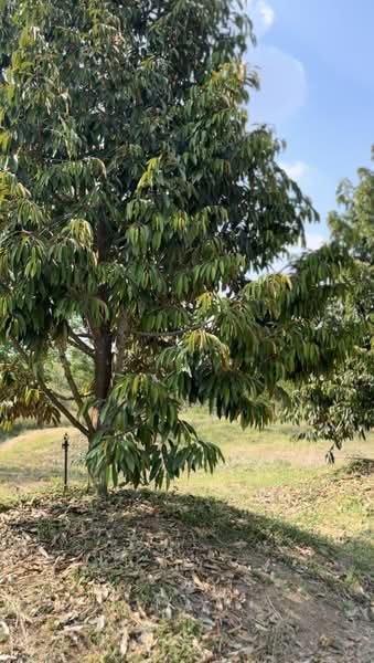 ขายที่ดินพร้อมสวนผสมพืช4ชนิด, Sa Kaeo, Sa Kaeo, Muang Sa Kaeo, Sa Kaeo, , 74,124 sqm, Land For Sale, by พงศ์สุธี เหลืองเสรี, 500240164 - DDproperty.com