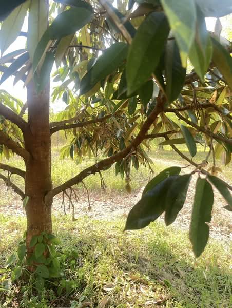 ขายที่ดินพร้อมสวนผสมพืช4ชนิด, สระแก้ว, สระแก้ว, เมืองสระแก้ว, สระแก้ว, 74,124 ตร.ม., ที่ดิน ขาย, โดย พงศ์สุธี เหลืองเสรี, 500240164 - DDproperty.com