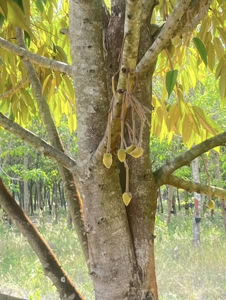 ขายที่ดินพร้อมสวนผสมพืช4ชนิด, Sa Kaeo, Sa Kaeo, Muang Sa Kaeo, Sa Kaeo, , 74,124 sqm, Land For Sale, by พงศ์สุธี เหลืองเสรี, 500240164 - DDproperty.com