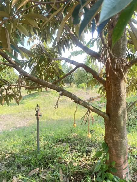 ขายที่ดินพร้อมสวนผสมพืช4ชนิด, Sa Kaeo, Sa Kaeo, Muang Sa Kaeo, Sa Kaeo, , 74,124 sqm, Land For Sale, by พงศ์สุธี เหลืองเสรี, 500240164 - DDproperty.com