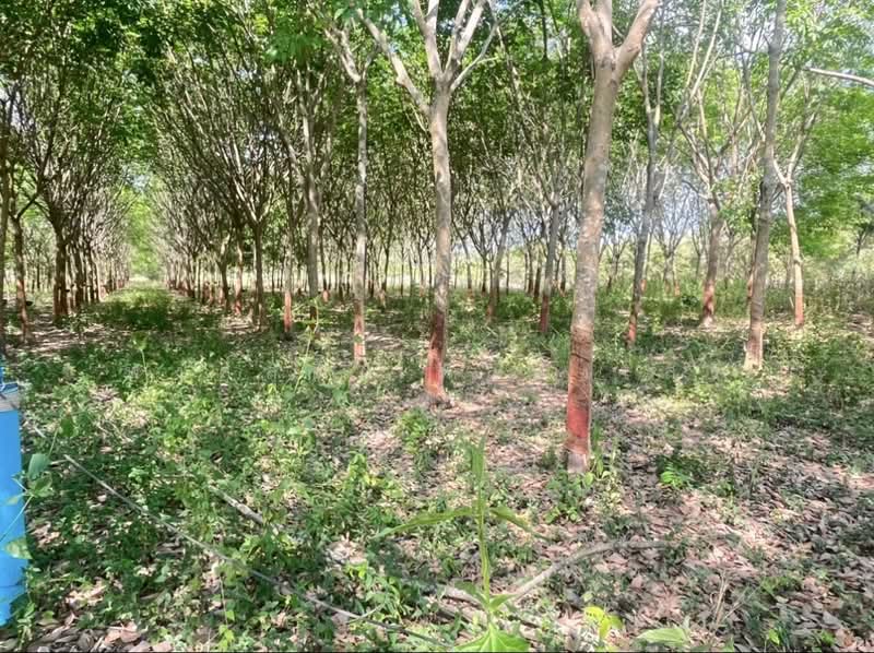 ขายที่ดินพร้อมสวนผสมพืช4ชนิด, Sa Kaeo, Sa Kaeo, Muang Sa Kaeo, Sa Kaeo, , 74,124 sqm, Land For Sale, by พงศ์สุธี เหลืองเสรี, 500240164 - DDproperty.com