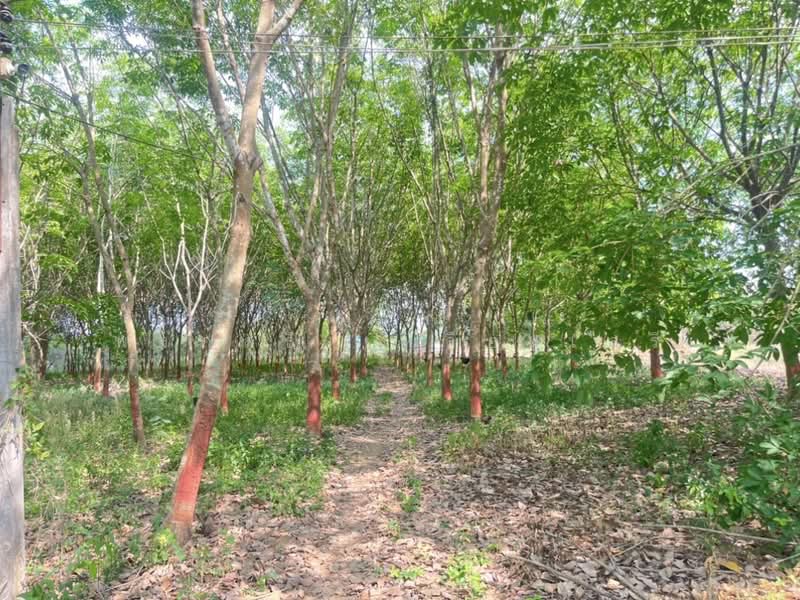 ขายที่ดินพร้อมสวนผสมพืช4ชนิด, สระแก้ว, สระแก้ว, เมืองสระแก้ว, สระแก้ว, 74,124 ตร.ม., ที่ดิน ขาย, โดย พงศ์สุธี เหลืองเสรี, 500240164 - DDproperty.com