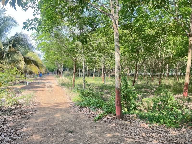 ขายที่ดินพร้อมสวนผสมพืช4ชนิด, สระแก้ว, สระแก้ว, เมืองสระแก้ว, สระแก้ว, 74,124 ตร.ม., ที่ดิน ขาย, โดย พงศ์สุธี เหลืองเสรี, 500240164 - DDproperty.com