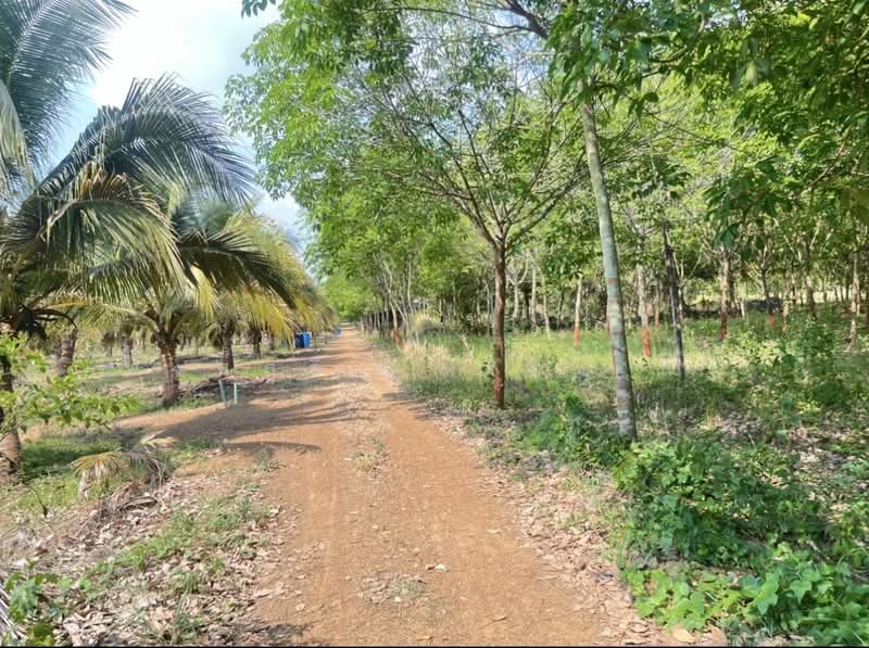 ขายที่ดินพร้อมสวนผสมพืช4ชนิด, Sa Kaeo, Sa Kaeo, Muang Sa Kaeo, Sa Kaeo, , 74,124 sqm, Land For Sale, by พงศ์สุธี เหลืองเสรี, 500240164 - DDproperty.com