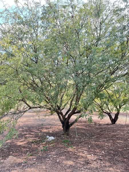 ขายที่ดินพร้อมสวนผสมพืช4ชนิด, Sa Kaeo, Sa Kaeo, Muang Sa Kaeo, Sa Kaeo, , 74,124 sqm, Land For Sale, by พงศ์สุธี เหลืองเสรี, 500240164 - DDproperty.com