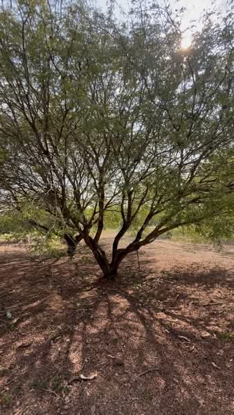 ขายที่ดินพร้อมสวนผสมพืช4ชนิด, สระแก้ว, สระแก้ว, เมืองสระแก้ว, สระแก้ว, 74,124 ตร.ม., ที่ดิน ขาย, โดย พงศ์สุธี เหลืองเสรี, 500240164 - DDproperty.com