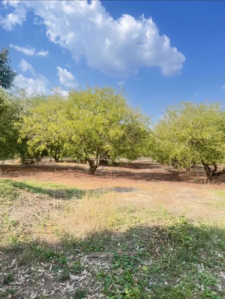 ขายที่ดินพร้อมสวนผสมพืช4ชนิด, Sa Kaeo, Sa Kaeo, Muang Sa Kaeo, Sa Kaeo, , 74,124 sqm, Land For Sale, by พงศ์สุธี เหลืองเสรี, 500240164 - DDproperty.com