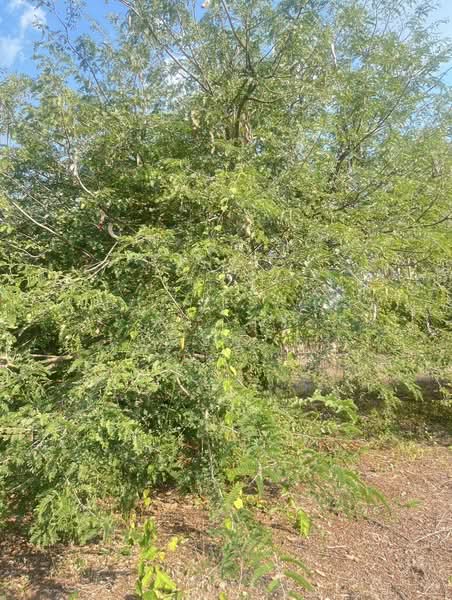 ขายที่ดินพร้อมสวนผสมพืช4ชนิด, Sa Kaeo, Sa Kaeo, Muang Sa Kaeo, Sa Kaeo, , 74,124 sqm, Land For Sale, by พงศ์สุธี เหลืองเสรี, 500240164 - DDproperty.com