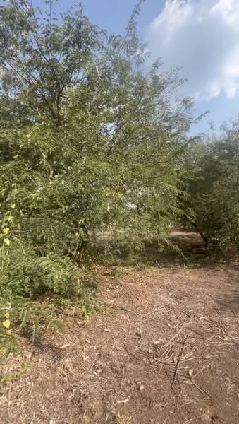 ขายที่ดินพร้อมสวนผสมพืช4ชนิด, Sa Kaeo, Sa Kaeo, Muang Sa Kaeo, Sa Kaeo, , 74,124 sqm, Land For Sale, by พงศ์สุธี เหลืองเสรี, 500240164 - DDproperty.com