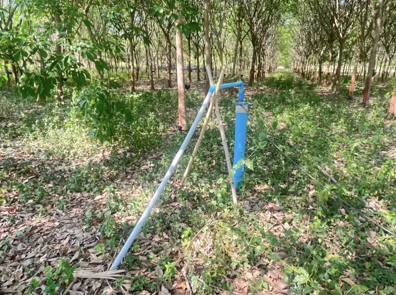 ขายที่ดินพร้อมสวนผสมพืช4ชนิด, Sa Kaeo, Sa Kaeo, Muang Sa Kaeo, Sa Kaeo, , 74,124 sqm, Land For Sale, by พงศ์สุธี เหลืองเสรี, 500240164 - DDproperty.com