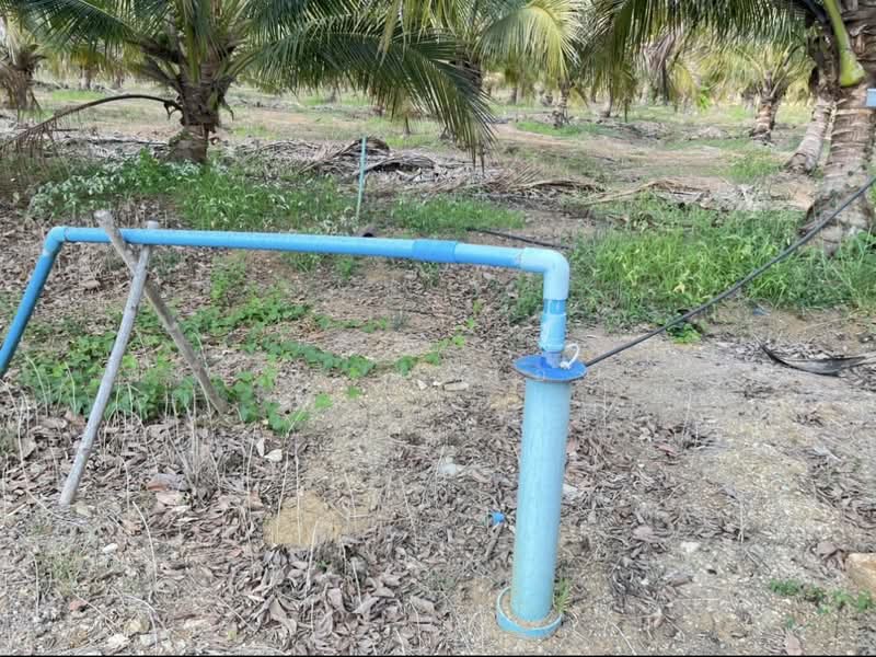 ขายที่ดินพร้อมสวนผสมพืช4ชนิด, Sa Kaeo, Sa Kaeo, Muang Sa Kaeo, Sa Kaeo, , 74,124 sqm, Land For Sale, by พงศ์สุธี เหลืองเสรี, 500240164 - DDproperty.com