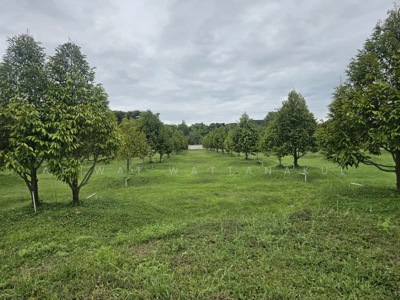 Durian Orchard Riverfront Land – Phetchaburi River, Phetchaburi, Klat Luang, Tha Yang, Phetchaburi, , 51,180 sqm, Business For Sale, by Apiwat Wattanakul, 500240309 - DDproperty.com