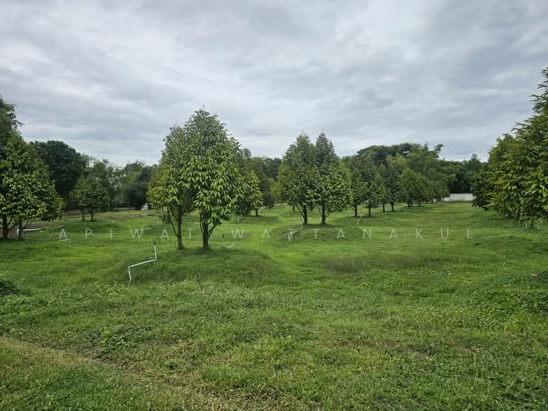 Durian Orchard Riverfront Land – Phetchaburi River, Phetchaburi, Klat Luang, Tha Yang, Phetchaburi, , 51,180 sqm, Business For Sale, by Apiwat Wattanakul, 500240309 - DDproperty.com