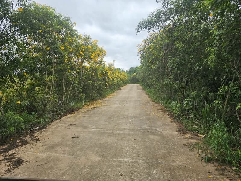 Durian Orchard Riverfront Land – Phetchaburi River, Phetchaburi, Klat Luang, Tha Yang, Phetchaburi, , 51,180 sqm, Business For Sale, by Apiwat Wattanakul, 500240309 - DDproperty.com