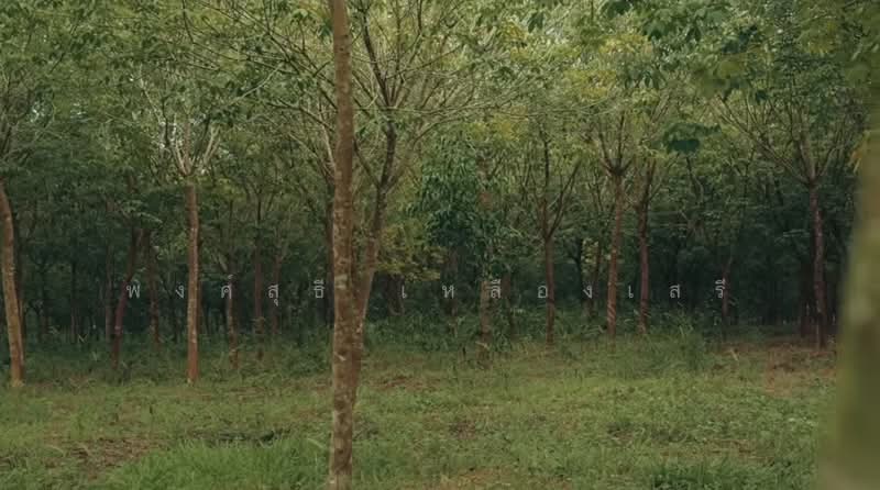 ขายที่ดินพร้อมสวนยางพาราและสนามบินเล็ก215ไร่ อ.เมืองสระแก้ว, Sa Kaeo, Khok Pi Khong, Muang Sa Kaeo, Sa Kaeo, , 344,000 sqm, Land For Sale, by พงศ์สุธี เหลืองเสรี, 500240617 - DDproperty.com