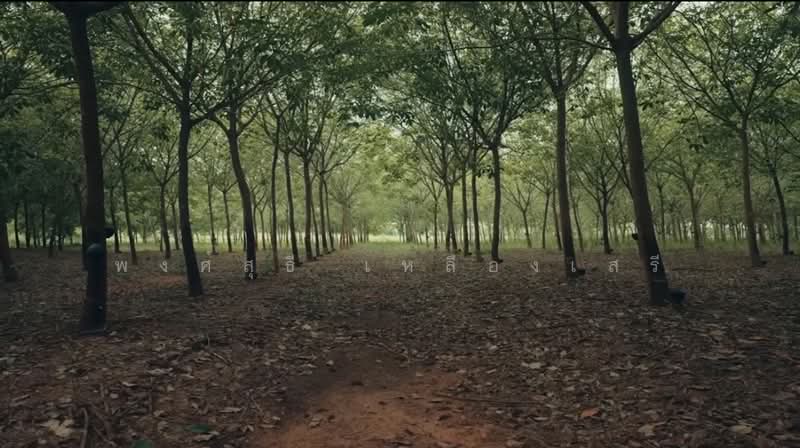 ขายที่ดินพร้อมสวนยางพาราและสนามบินเล็ก215ไร่ อ.เมืองสระแก้ว, Sa Kaeo, Khok Pi Khong, Muang Sa Kaeo, Sa Kaeo, , 344,000 sqm, Land For Sale, by พงศ์สุธี เหลืองเสรี, 500240617 - DDproperty.com