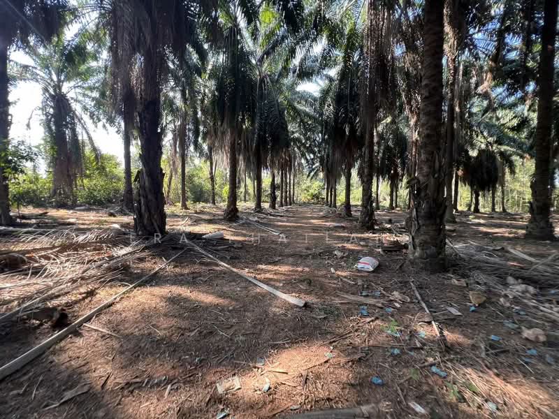 ขายที่ดินสวนปาล์ม ถนนสายหลักสุราษฎร์ 1 ไร่ 3 งาน 48 ตร.ว., Surat Thani, Kra Dae, Kanchanadit, Surat Thani, , 2,992 sqm, Land For Sale, by ERA Thailand, 500240886 - DDproperty.com