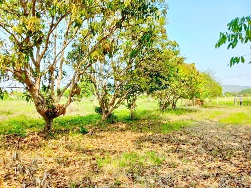 ไม่พบโครงการ, Pathum Thani, ตลาดแม่มาลัย 1 กม., Bang Phun, Muang Pathum Thani, Pathum Thani, 4 Bedrooms, 300 sqm, Single Detached House For Rent, by ณัฐพงศ์ สุนทรอรุณ, 500241625 - DDproperty.com