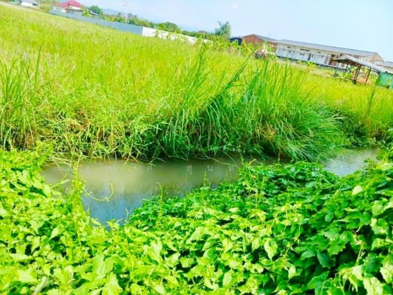 ไม่พบโครงการ, Pathum Thani, ตลาดแม่มาลัย 1 กม., Bang Phun, Muang Pathum Thani, Pathum Thani, 4 Bedrooms, 300 sqm, Single Detached House For Rent, by ณัฐพงศ์ สุนทรอรุณ, 500241625 - DDproperty.com