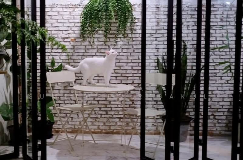 3-BR Townhouse, Bangkok, Samsen Nai, Phaya Thai, Bangkok, 3 Bedrooms, 195 sqm, Townhouse For Sale, by Orapa Sumetheesirisakul, 500242496 - DDproperty.com