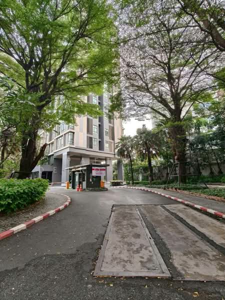 IDEO Blucove Sukhumvit, Bangkok, 2952 Sukhumvit Road, Bang Na, Bang Na, Bangkok, 1 Bedroom, 33 sqm, Condo For Rent, by Pafhun Detnopmani , 500242755 - DDproperty.com