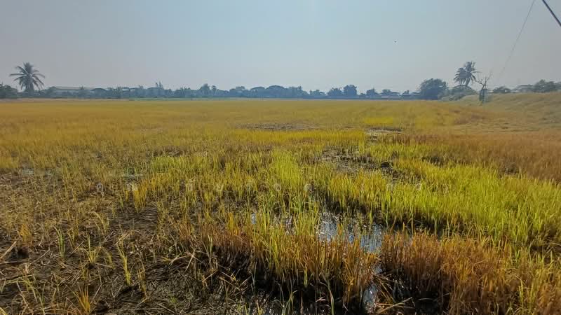 ที่ดิน 34-1-44 ไร่ ไทรน้อย ทำเลดี ราคาถูกมาก, Nonthaburi, คลองนาหมอน, Khlong Khwang, Sai Noi, Nonthaburi, , 54,976 sqm, Land For Sale, by คุณ ชัยรัชต์ (กร), 500243456 - DDproperty.com