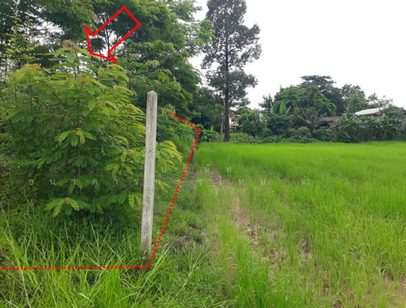 ที่ดินเปล่า ตำบลบุ่งคล้า อำเภอบุ่งคล้า จังหวัดบึงกาฬ, Bueng Kan, Bung Khla, Bung Khla, Bueng Kan, , 2,084 sqm, Land For Sale, by KRUNGTHAI BANK PCL., 500244107 - DDproperty.com