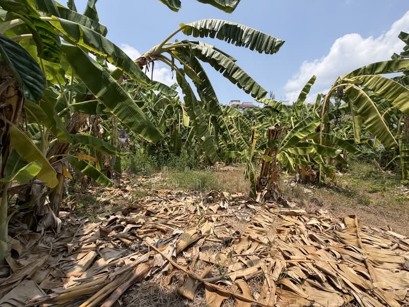 ที่ดิน 130 ตร.ว.ติดถนน 2 ด้าน ถนนประชาชื่น, Bangkok, ประชาชื่น, Wong Sawang, Bang Sue, Bangkok, , 520 sqm, Land For Sale, by ยอดชาย สราญฤทธิชัย, 500244124 - DDproperty.com