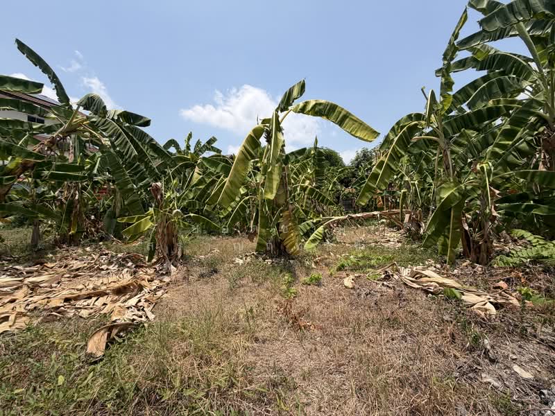 ที่ดิน 130 ตร.ว.ติดถนน 2 ด้าน ถนนประชาชื่น, Bangkok, ประชาชื่น, Wong Sawang, Bang Sue, Bangkok, , 520 sqm, Land For Sale, by ยอดชาย สราญฤทธิชัย, 500244124 - DDproperty.com