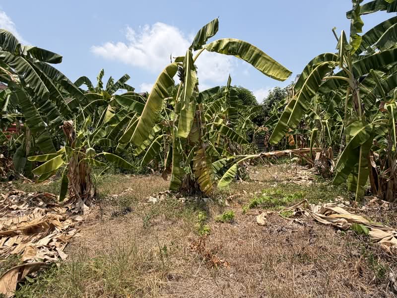 ที่ดิน 130 ตร.ว.ติดถนน 2 ด้าน ถนนประชาชื่น, Bangkok, ประชาชื่น, Wong Sawang, Bang Sue, Bangkok, , 520 sqm, Land For Sale, by ยอดชาย สราญฤทธิชัย, 500244124 - DDproperty.com