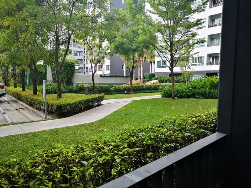 Elio Del Ray, Bangkok, 95 Sukhumvit 64 Road, Bang Chak, Phra Khanong, Bangkok, 1 Bedroom, 34 sqm, Condo For Rent, by ปรียาภรณ์ ภู่เจริญ, 500244639 - DDproperty.com