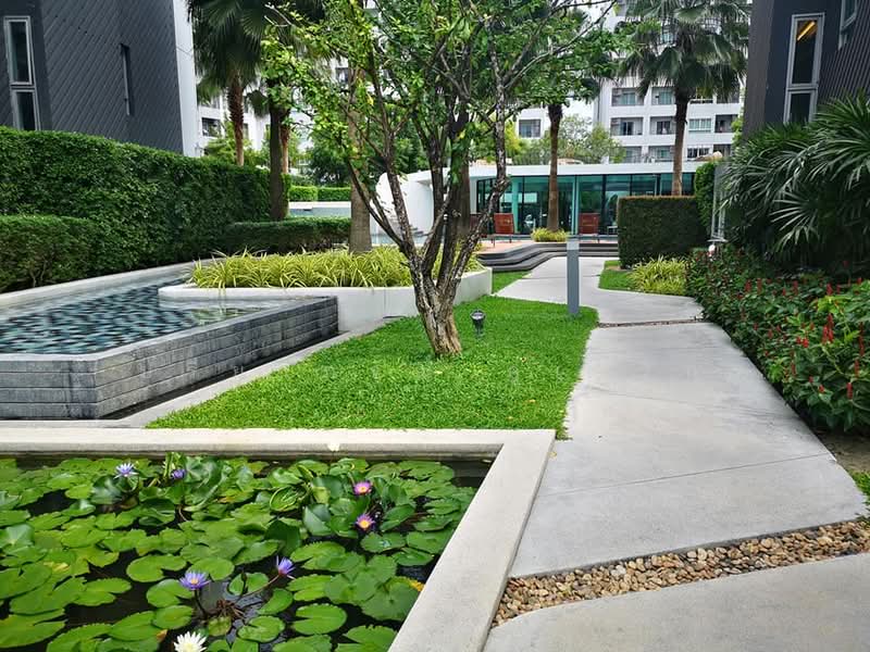Elio Del Ray, Bangkok, 95 Sukhumvit 64 Road, Bang Chak, Phra Khanong, Bangkok, 1 Bedroom, 34 sqm, Condo For Rent, by ปรียาภรณ์ ภู่เจริญ, 500244639 - DDproperty.com