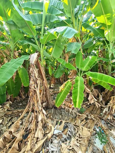 Land for sale in Ladprao, Soi Mahatthai, 139 sq.wa., near the Yellow Line BTS., Bangkok, ลาดพร้าว, Wang Thonglang, Wang Thonglang, Bangkok, , 556 sqm, Land For Sale, by Fareeda Thaipatan, 500244967 - DDproperty.com