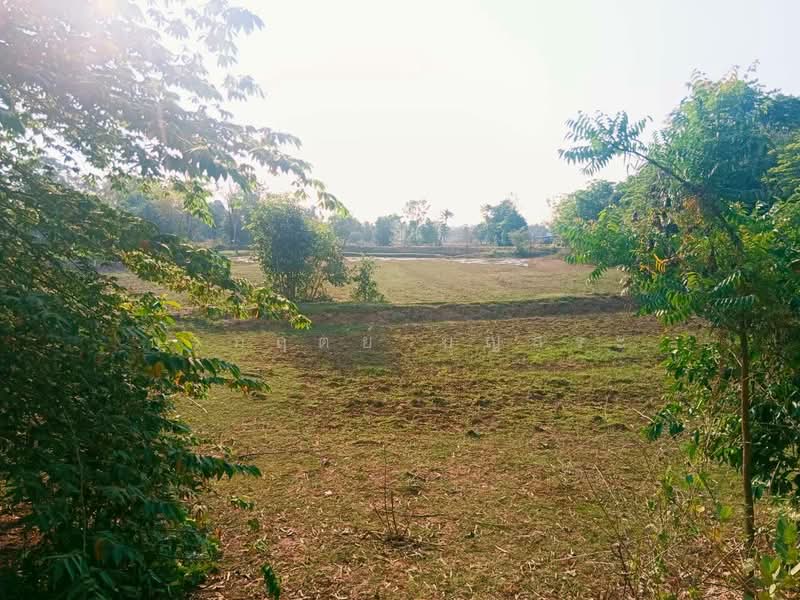 ขาย - ที่ดิน 3-3-63 ไร่ (1,563 ตารางวา) แปลงมุม อำเภอชุมพวง นครราชสีมา, นครราชสีมา