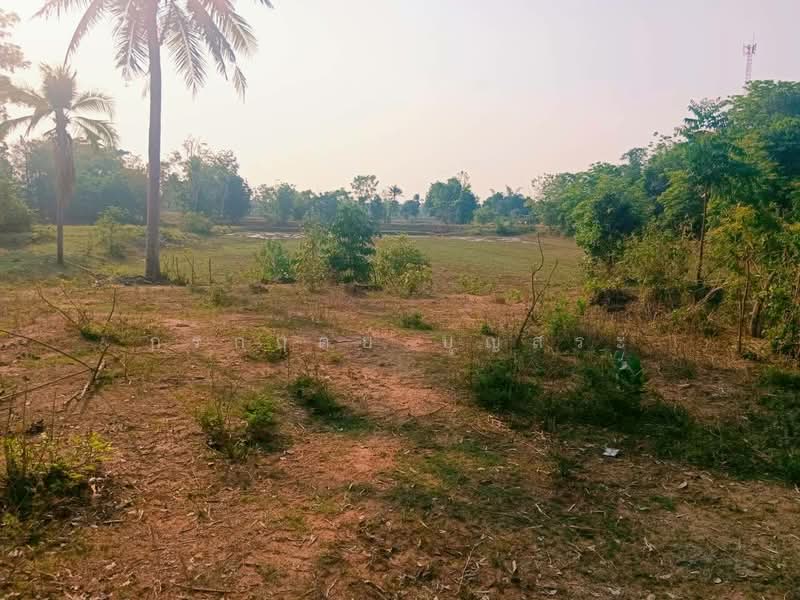 ขาย - ที่ดิน 3-3-63 ไร่ (1,563 ตารางวา) แปลงมุม อำเภอชุมพวง นครราชสีมา, นครราชสีมา