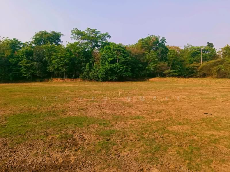 ขาย - ที่ดิน 3-3-63 ไร่ (1,563 ตารางวา) แปลงมุม อำเภอชุมพวง นครราชสีมา, นครราชสีมา