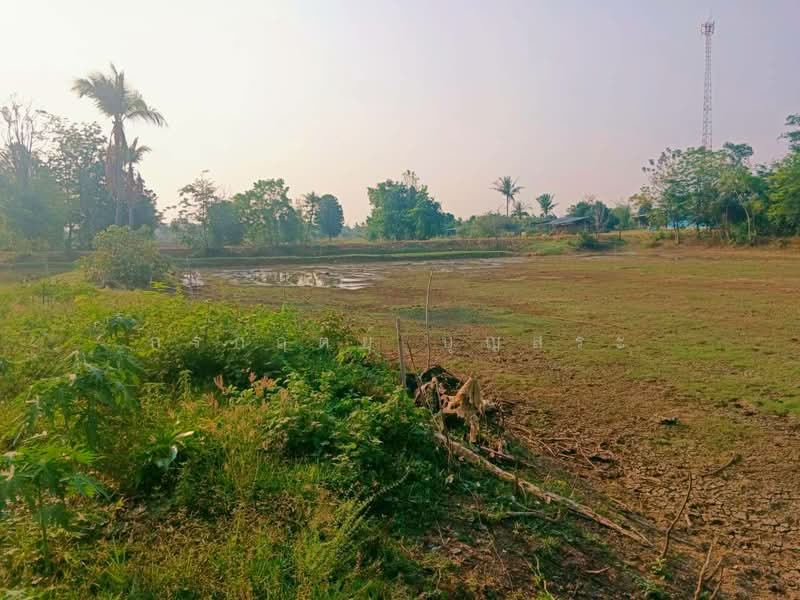ที่ดิน 3-3-63 ไร่ (1,563 ตารางวา) แปลงมุม อำเภอชุมพวง นครราชสีมา, Nakhon Ratchasima, Non Tun, Chum Phuang, Nakhon Ratchasima, , 6,252 sqm, Land For Sale, by กรกฤตย์ บุญสระ, 500245663 - DDproperty.com