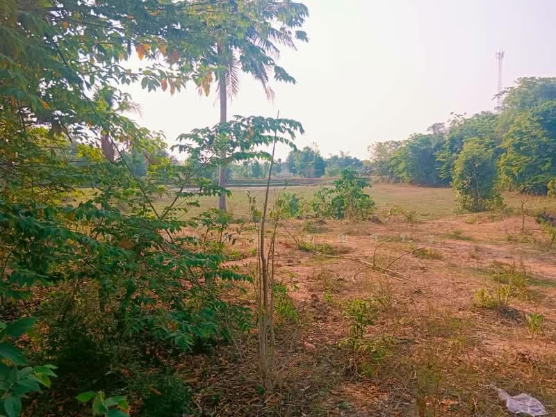 ขาย - ที่ดิน 3-3-63 ไร่ (1,563 ตารางวา) แปลงมุม อำเภอชุมพวง นครราชสีมา, นครราชสีมา