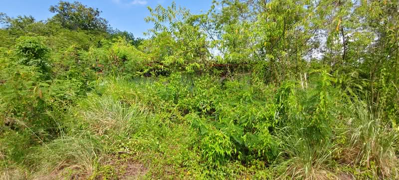 ที่ดินพร้อมสิ่งปลูกสร้างน้ำคอก ระยอง, Rayong, Nam Khok, Muang Rayong, Rayong, , 1,020 sqm, Land For Sale, by The Best Property อีฟ, 500246252 - DDproperty.com